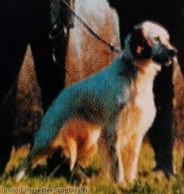 Setter Anglais ORA DELLA PANIA Setter Anglais ORA DELLA PANIA